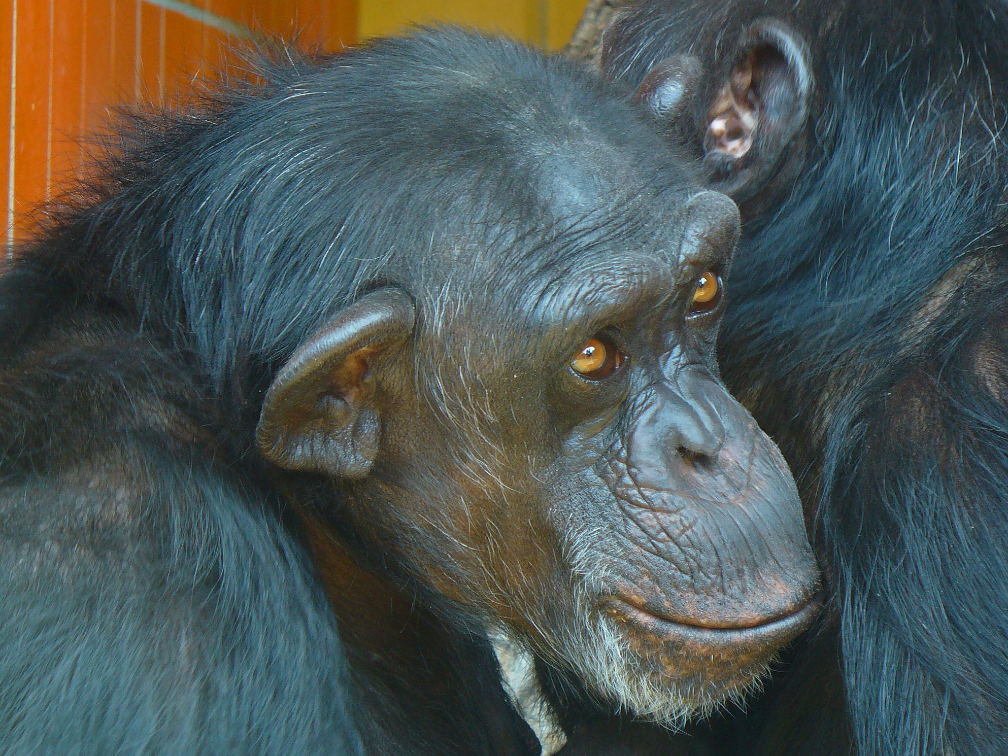 Chimpanzé-comum em perfil — referência comparativa para a primatologia